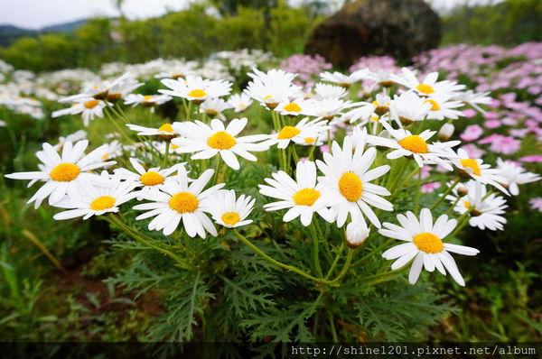【淡水紫藤咖啡園】天元宮紫藤咖啡園水源園區.2016/4/11浪漫紫色風暴盛開