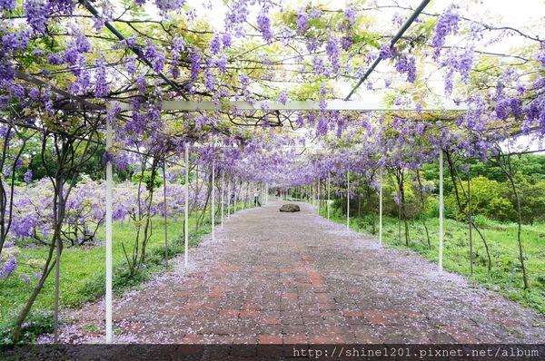 【淡水紫藤咖啡園】天元宮紫藤咖啡園水源園區.2016/4/11浪漫紫色風暴盛開