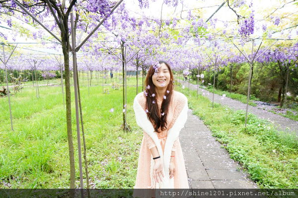 【淡水紫藤咖啡園】天元宮紫藤咖啡園水源園區.2016/4/11浪漫紫色風暴盛開
