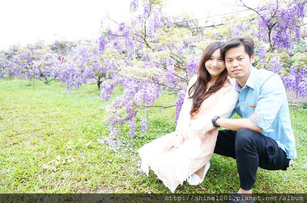 【淡水紫藤咖啡園】天元宮紫藤咖啡園水源園區.2016/4/11浪漫紫色風暴盛開