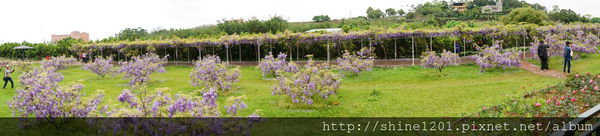 【淡水紫藤咖啡園】天元宮紫藤咖啡園水源園區.2016/4/11浪漫紫色風暴盛開