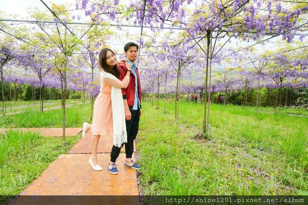 【淡水紫藤咖啡園】天元宮紫藤咖啡園水源園區.2016/4/11浪漫紫色風暴盛開