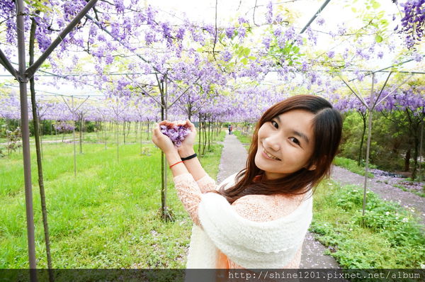 【淡水紫藤咖啡園】天元宮紫藤咖啡園水源園區.2016/4/11浪漫紫色風暴盛開