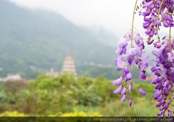【淡水紫藤咖啡園】天元宮紫藤咖啡園水源園區.2016/4/11浪漫紫色風暴盛開