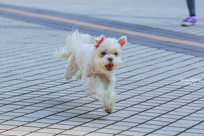 寵物友善餐廳│新北中和美食│老爺爺咖啡~上萬元高級全身按摩椅讓你喝咖啡吃美食超放鬆65