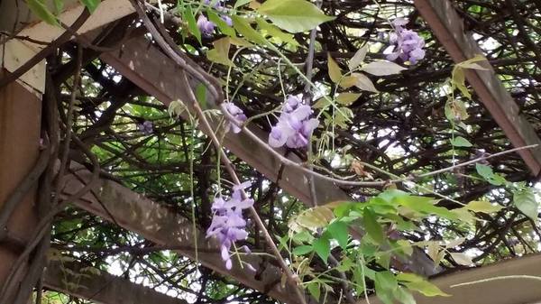 中壢龍德公園：【桃園景點】中壢龍德公園紫藤花(4月16花況)