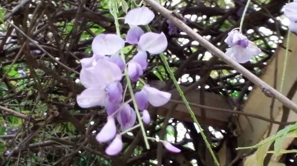中壢龍德公園：【桃園景點】中壢龍德公園紫藤花(4月16花況)