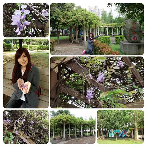中壢龍德公園：【桃園景點】中壢龍德公園紫藤花(4月16花況)