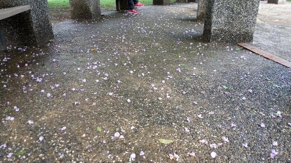 中壢龍德公園：【桃園景點】中壢龍德公園紫藤花(4月16花況)