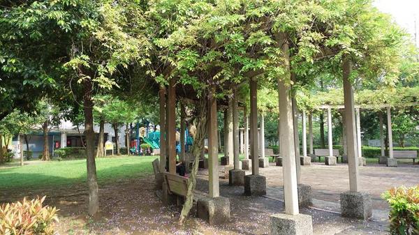 中壢龍德公園：【桃園景點】中壢龍德公園紫藤花(4月16花況)