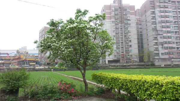 【桃園景點】百年土地公流蘇花：【桃園景點】百年土地公流蘇花(4月16花況)