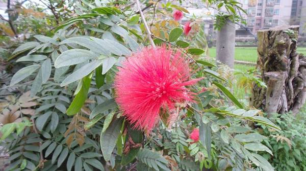 【桃園景點】百年土地公流蘇花：【桃園景點】百年土地公流蘇花(4月16花況)