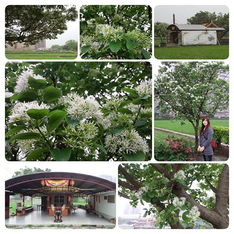 【桃園景點】百年土地公流蘇花：【桃園景點】百年土地公流蘇花(4月16花況)