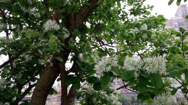 【桃園景點】百年土地公流蘇花：【桃園景點】百年土地公流蘇花(4月16花況)