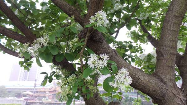 【桃園景點】百年土地公流蘇花：【桃園景點】百年土地公流蘇花(4月16花況)