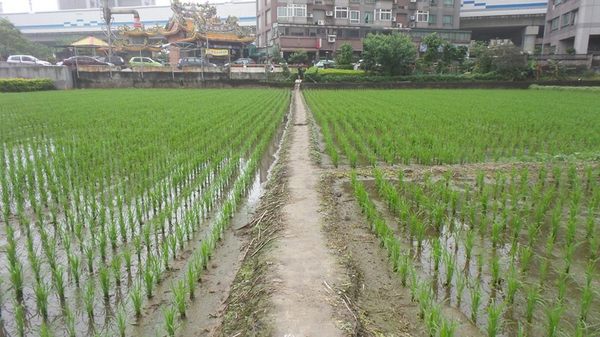 【桃園景點】百年土地公流蘇花：【桃園景點】百年土地公流蘇花(4月16花況)