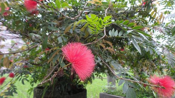 【桃園景點】百年土地公流蘇花：【桃園景點】百年土地公流蘇花(4月16花況)