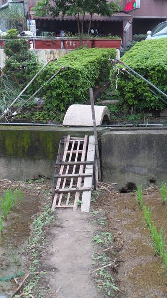 【桃園景點】百年土地公流蘇花：【桃園景點】百年土地公流蘇花(4月16花況)