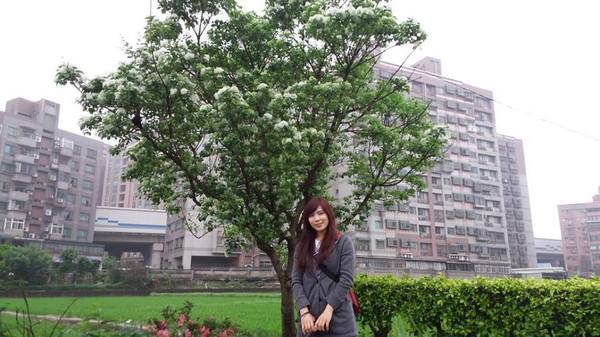 【桃園景點】百年土地公流蘇花：【桃園景點】百年土地公流蘇花(4月16花況)