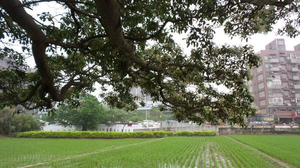 【桃園景點】百年土地公流蘇花：【桃園景點】百年土地公流蘇花(4月16花況)