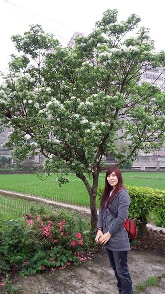 【桃園景點】百年土地公流蘇花：【桃園景點】百年土地公流蘇花(4月16花況)