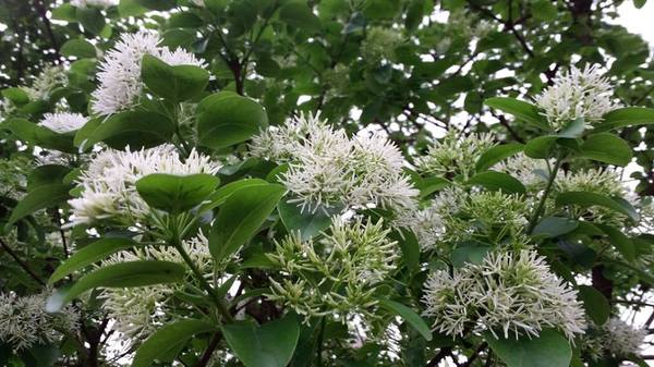 【桃園景點】百年土地公流蘇花：【桃園景點】百年土地公流蘇花(4月16花況)