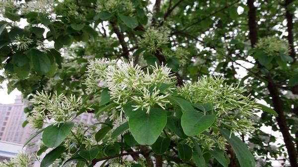 【桃園景點】百年土地公流蘇花：【桃園景點】百年土地公流蘇花(4月16花況)