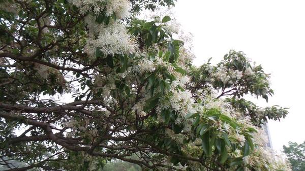 【桃園景點】百年土地公流蘇花：【桃園景點】百年土地公流蘇花(4月16花況)