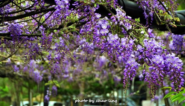三峽佛山寺-1.JPG - 2016春暖花開