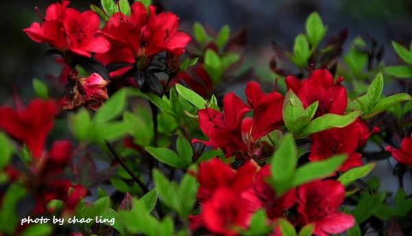 三峽佛山寺-14.JPG - 2016春暖花開