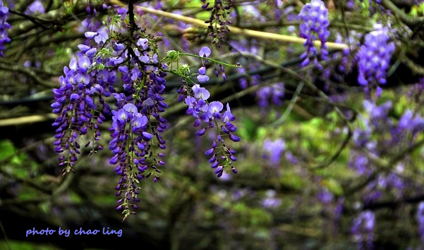 三峽佛山寺-9.JPG - 2016春暖花開