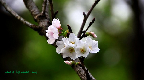 三峽佛山寺-20.JPG - 2016春暖花開