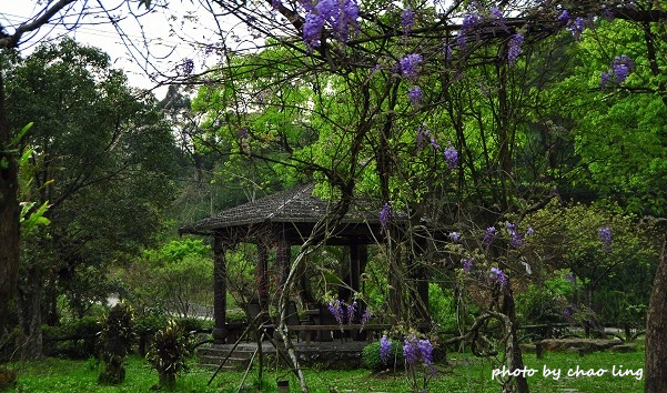 三峽佛山寺-7.JPG - 2016春暖花開