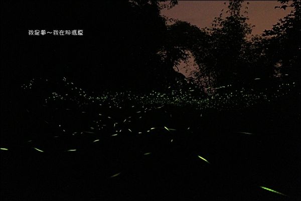 那瑪夏賞螢06.jpg