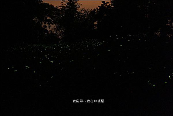 那瑪夏賞螢07.jpg