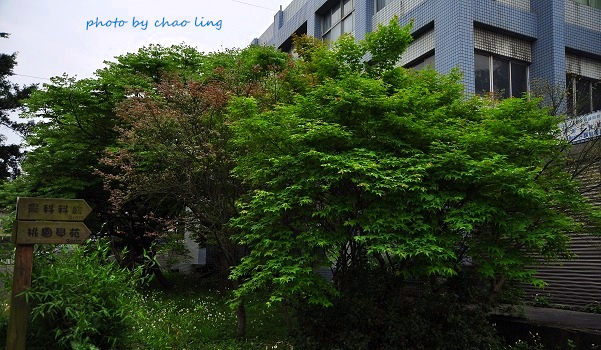 桃園農工-29.JPG - 2016春暖花開