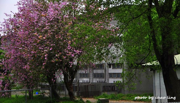 桃園農工-25.JPG - 2016春暖花開