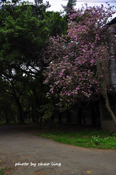 桃園農工-24.JPG - 2016春暖花開