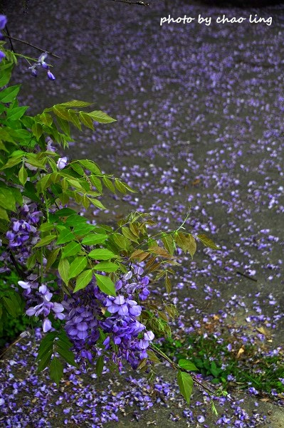 桃園農工-9.JPG - 2016春暖花開