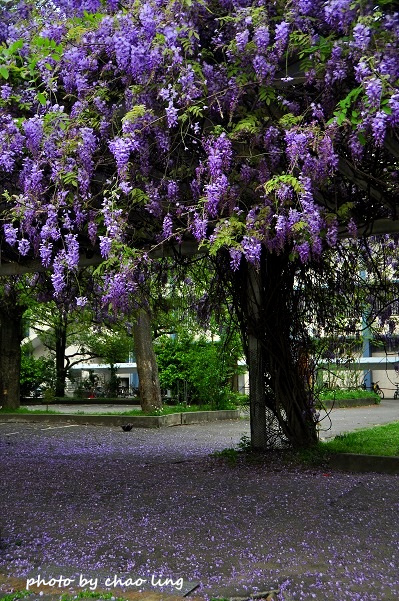 桃園農工-8.JPG - 2016春暖花開