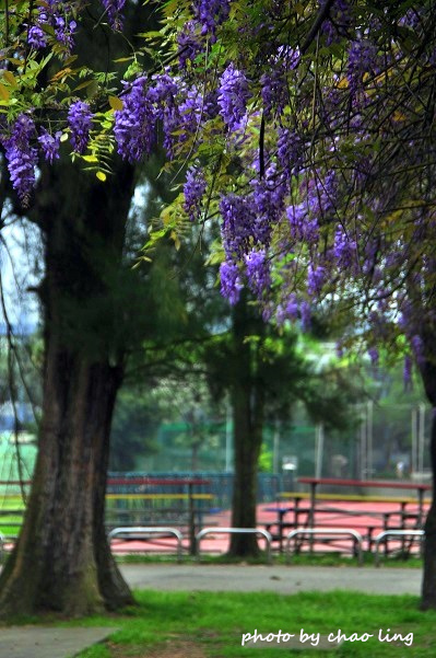 桃園農工-18.JPG - 2016春暖花開