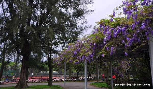 桃園農工-16.JPG - 2016春暖花開