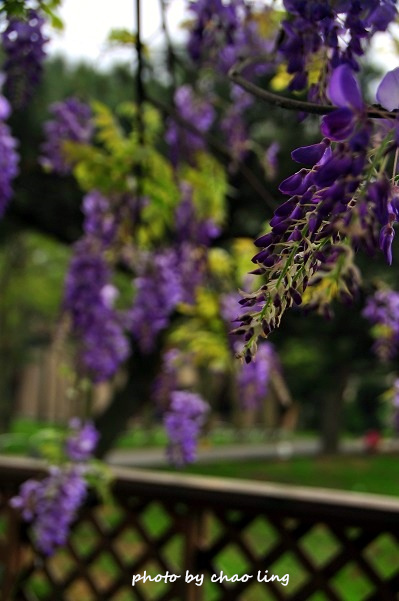 桃園農工-21.JPG - 2016春暖花開