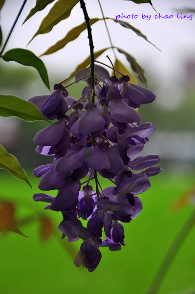 桃園農工-19.JPG - 2016春暖花開