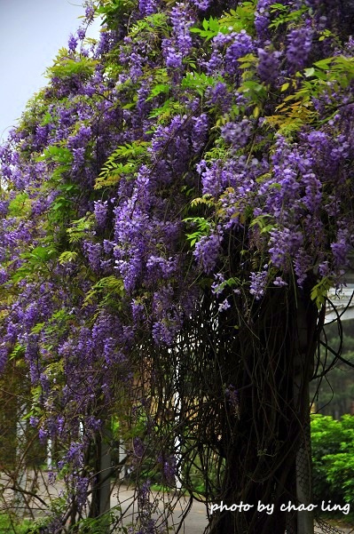 桃園農工-7.JPG - 2016春暖花開