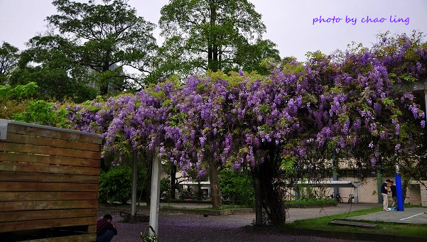 桃園農工-5.JPG - 2016春暖花開