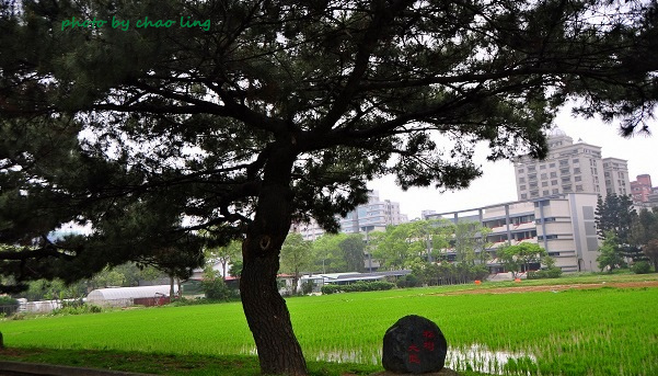 桃園農工-26.JPG - 2016春暖花開