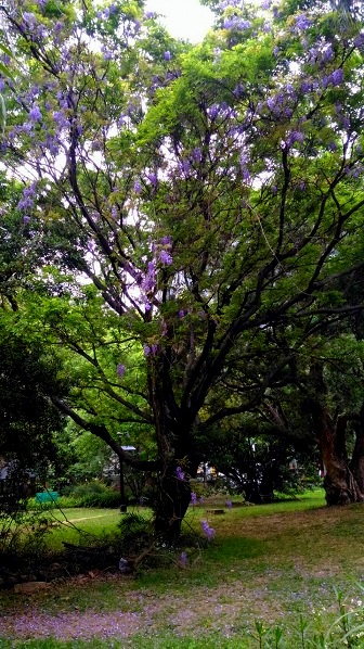 桃園農工-37.jpg - 2016春暖花開