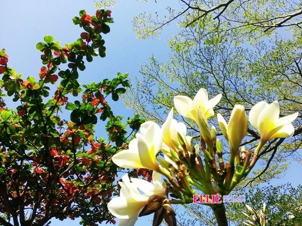 12968605_1085991598088726_1230934557_n