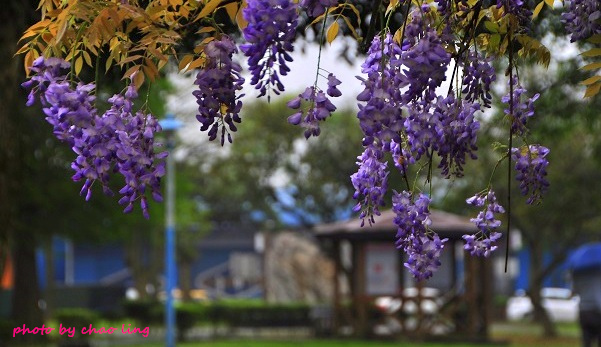 大湖公園-26.JPG - 2016春暖花開